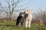 BEDLINGTON TERRIER 106